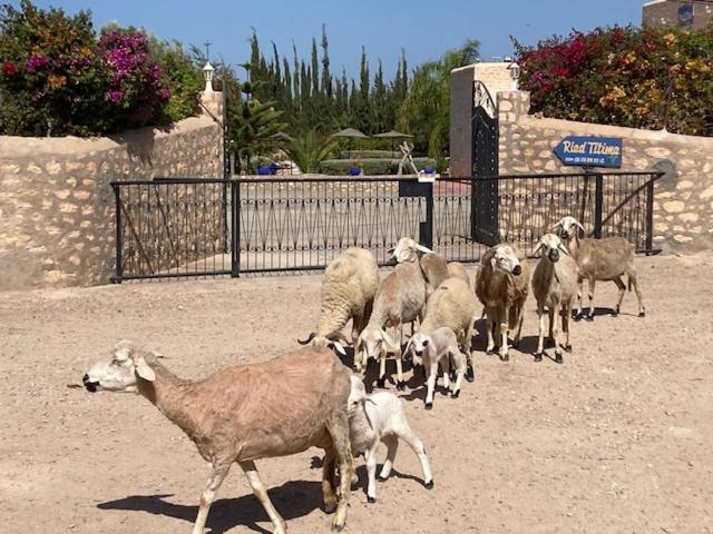 Riad Titima Essaouira Eksteriør bilde